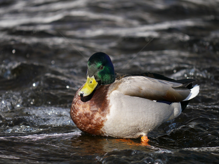 冬天在河上蹲鸭子淡水绿色翅膀白色野生动物冻结女性池塘摄影季节性图片
