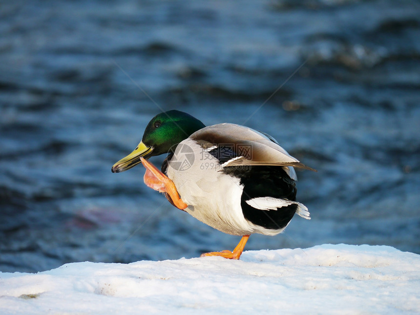 冬天在河上蹲鸭子羽毛白色淡水绿色摄影季节性女性翅膀池塘冻结图片