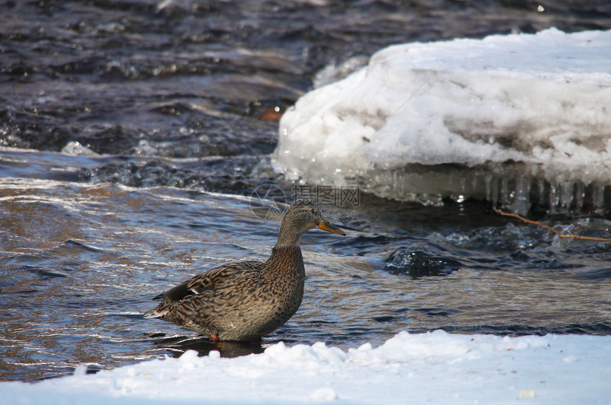 冬天在河上鸭子羽毛荒野绿色翅膀冻结季节性摄影女性池塘白色图片