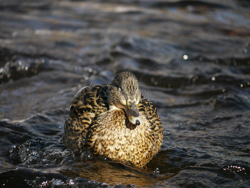 冬天在河上蹲鸭子翅膀女性白色季节性淡水池塘羽毛荒野野生动物冻结图片