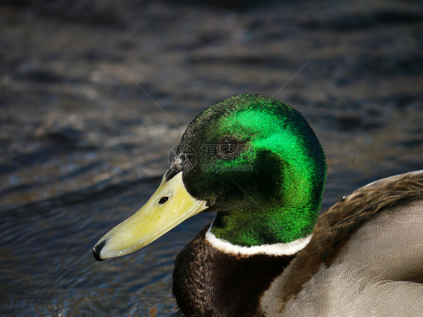 冬天在河上蹲鸭子翅膀荒野季节性羽毛摄影女性野生动物绿色淡水池塘图片