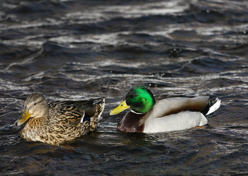冬天在河上蹲鸭子白色淡水女性野生动物荒野羽毛冻结池塘季节性绿色图片