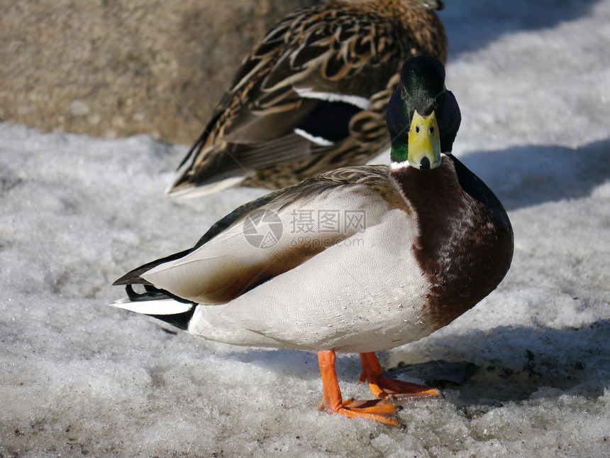 冬天在河上蹲鸭子淡水羽毛女性翅膀荒野绿色野生动物白色池塘摄影图片