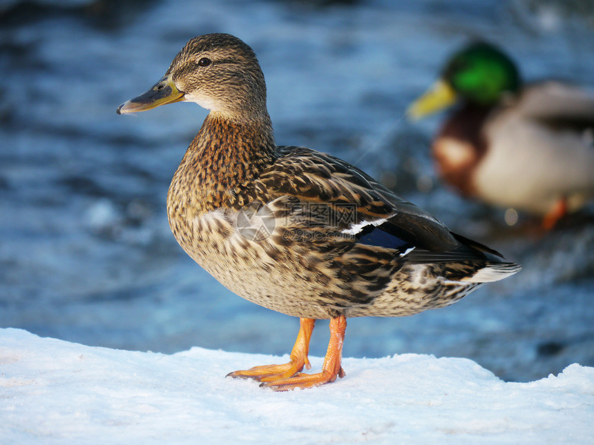 冬天在河上蹲鸭子白色冻结羽毛野生动物绿色摄影池塘荒野季节性翅膀图片