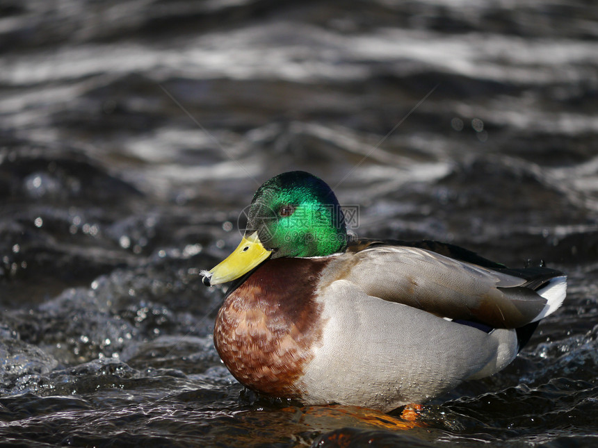 冬天在河上蹲鸭子女性羽毛翅膀淡水绿色摄影冻结白色池塘季节性图片