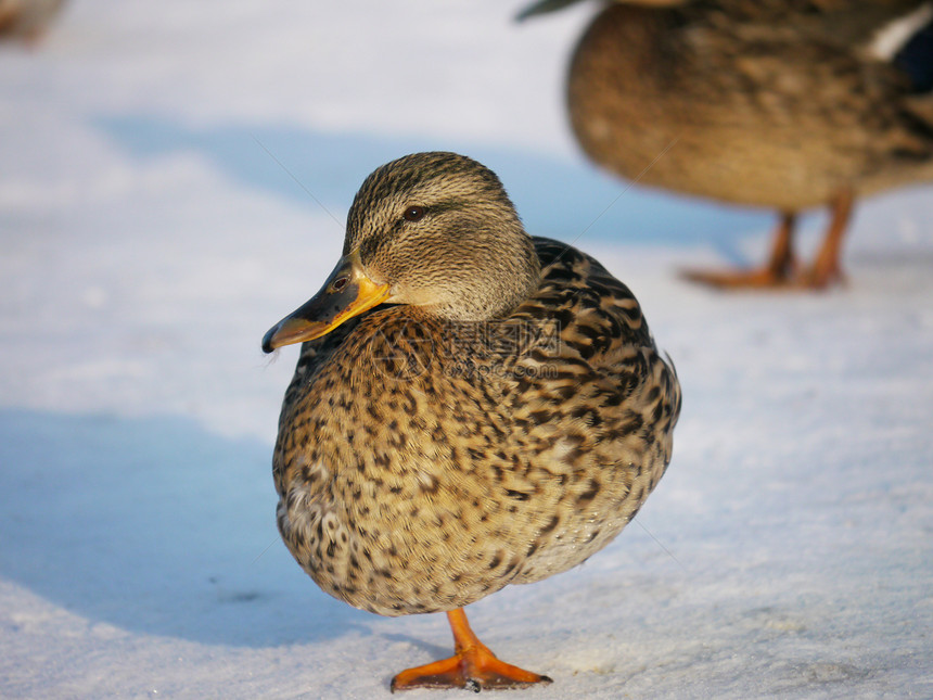 冬天在河上蹲鸭子白色淡水绿色羽毛池塘冻结翅膀荒野摄影野生动物图片