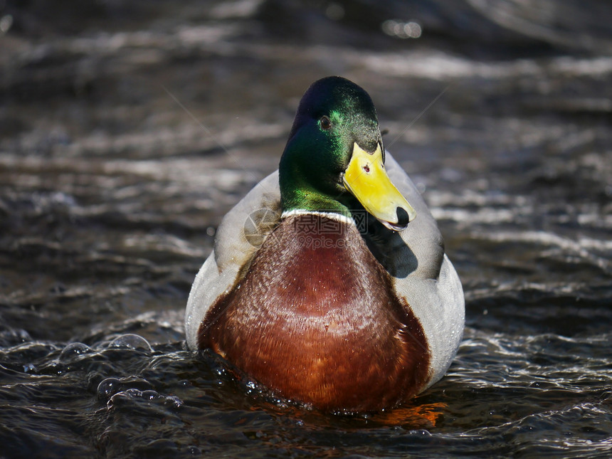 冬天在河上蹲鸭子白色野生动物池塘女性翅膀绿色冻结淡水羽毛季节性图片
