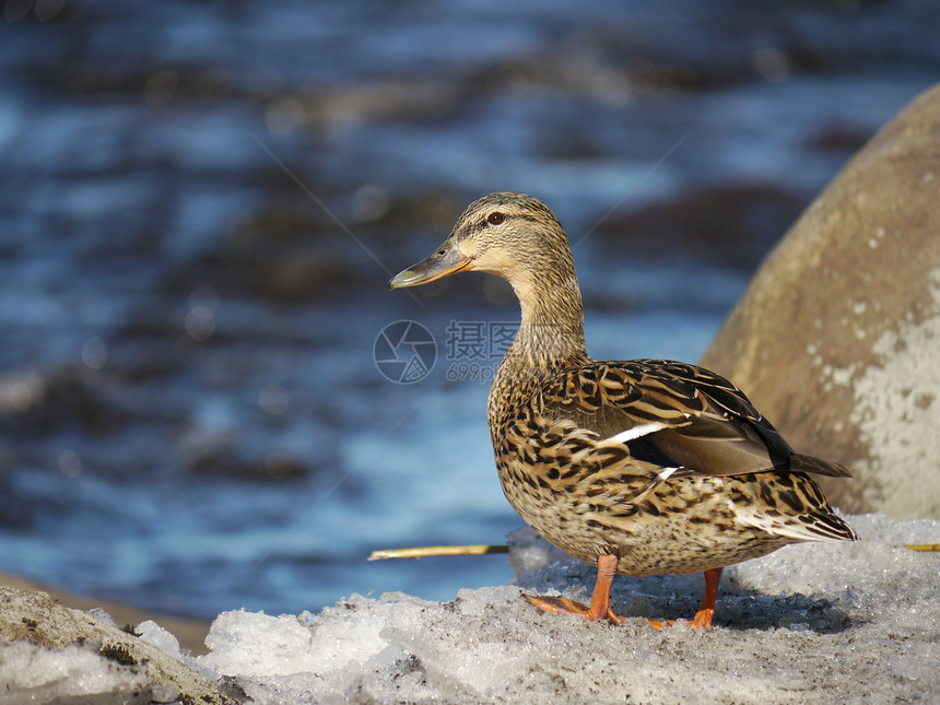 冬天在河上蹲鸭子翅膀池塘摄影冻结季节性羽毛荒野野生动物淡水女性图片