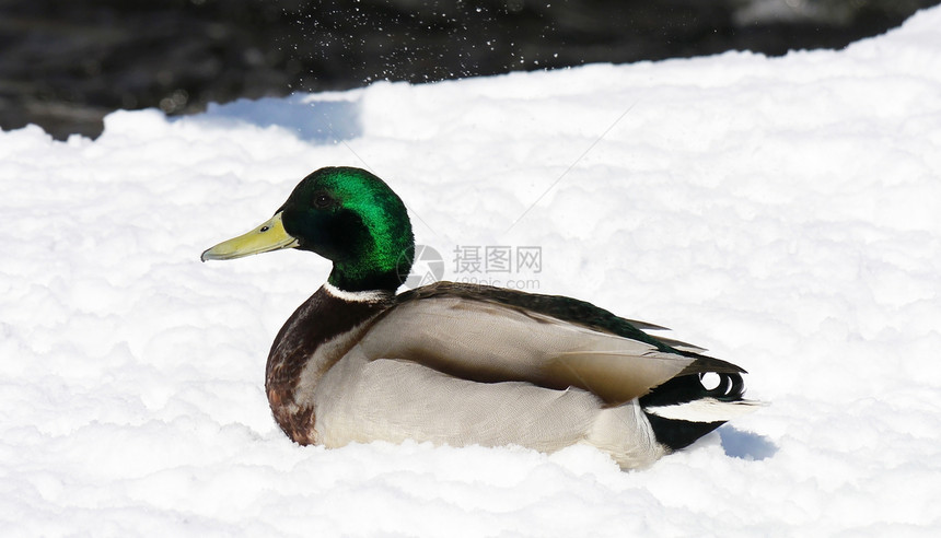 冬天在河上蹲鸭子绿色野生动物淡水池塘羽毛冻结白色季节性女性荒野图片