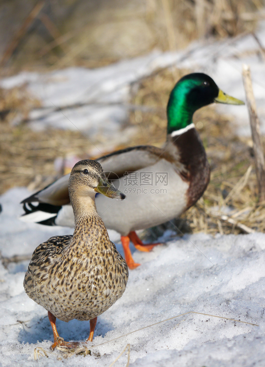 冬天在河上蹲鸭子摄影白色淡水绿色池塘羽毛野生动物荒野女性翅膀图片