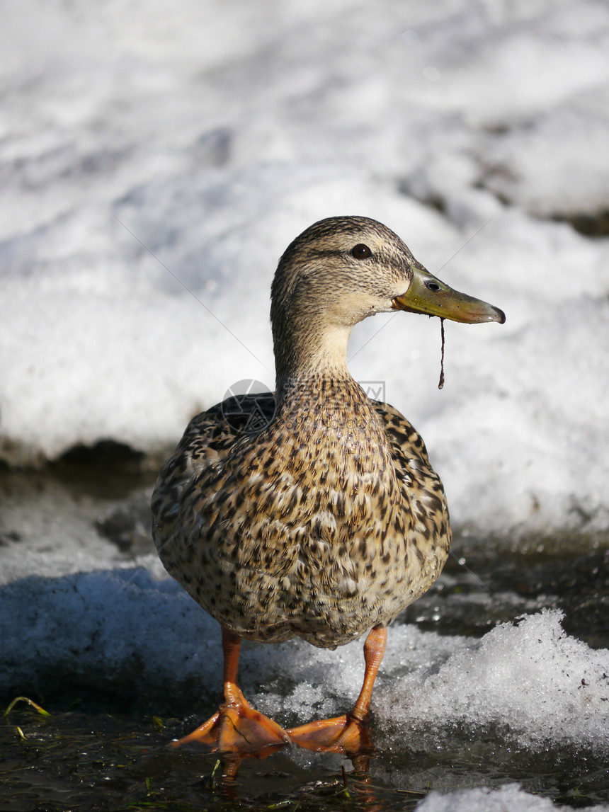 冬天在河上蹲鸭子女性野生动物绿色冻结白色翅膀荒野淡水摄影羽毛图片