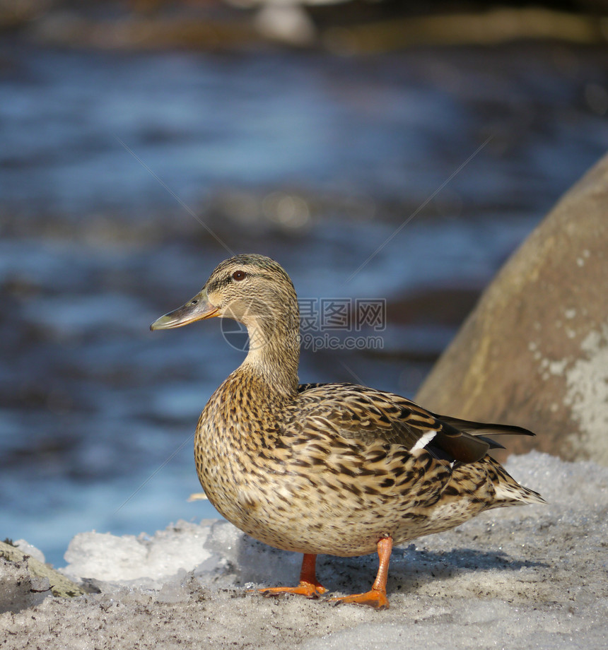 冬天在河上蹲鸭子池塘羽毛女性翅膀荒野摄影季节性冻结绿色野生动物图片