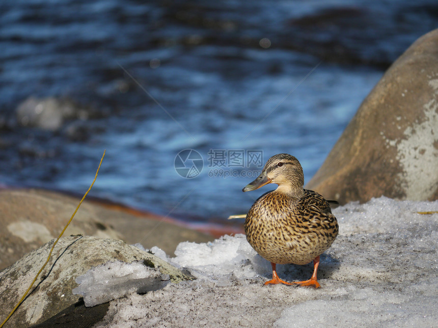 冬天在河上蹲鸭子女性绿色池塘白色摄影淡水翅膀冻结荒野野生动物图片
