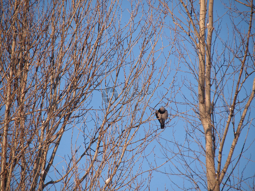 冬天在树枝上的乌鸦 日落沉思白色羽毛荒野黑色天空树木地形灰色季节图片
