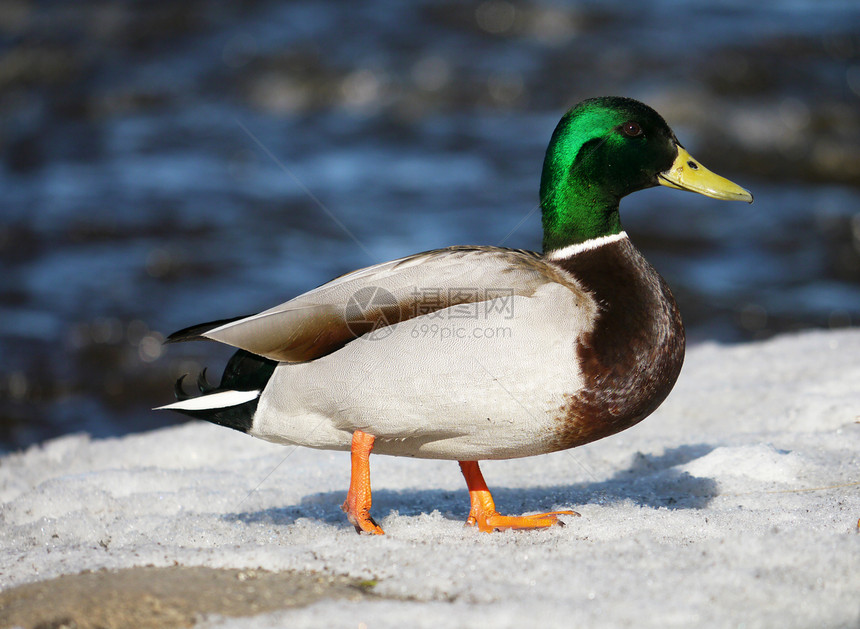 冬天在河上蹲鸭子羽毛绿色摄影冻结女性季节性荒野白色翅膀野生动物图片