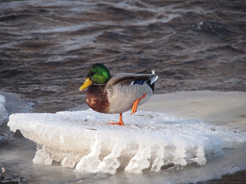 冬天在河上鸭子绿色摄影淡水池塘季节性白色羽毛野生动物荒野女性图片