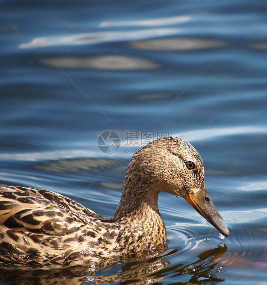 湖边的鸭子游泳鸟类水禽伙伴账单荒野羽毛池塘反射公园图片