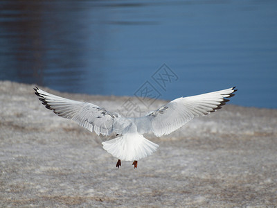 海鸥动物天空翅膀太阳蓝色天气季节背景图片