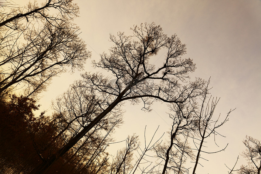树丛树桦木木头公园环境旅行国家树木天空树干森林图片