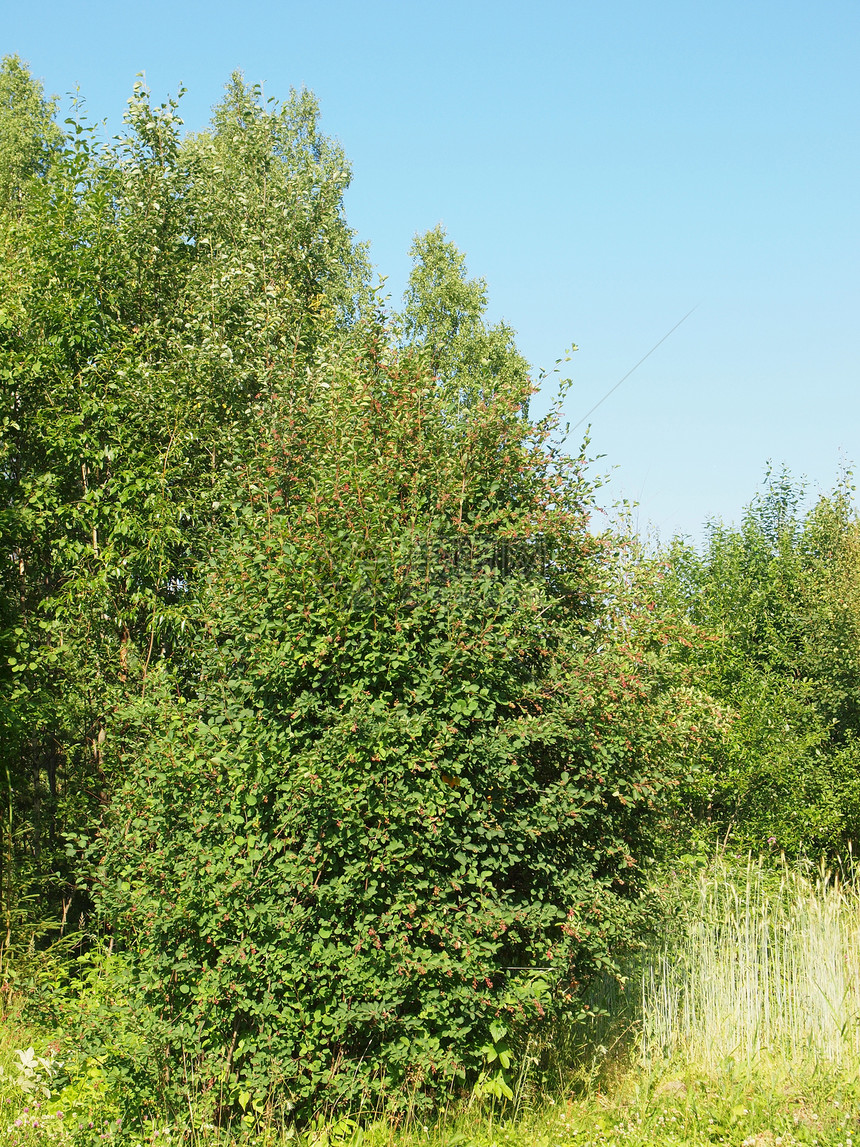 春天的木头桤木衬套桦木季节性野生动物绿色叶子天气松树季节图片