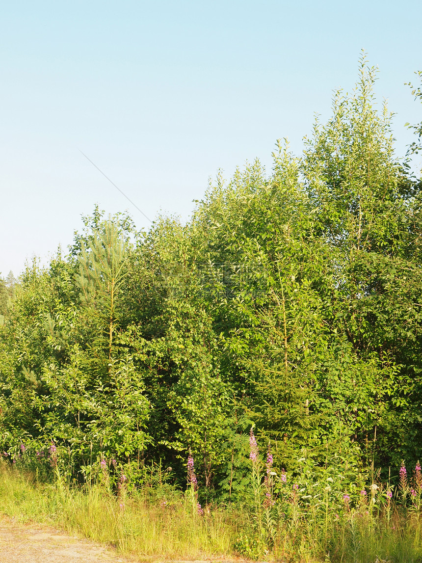 夏季木柴季节蓝色植物生活毛皮桦木桤木木头花朵场地图片