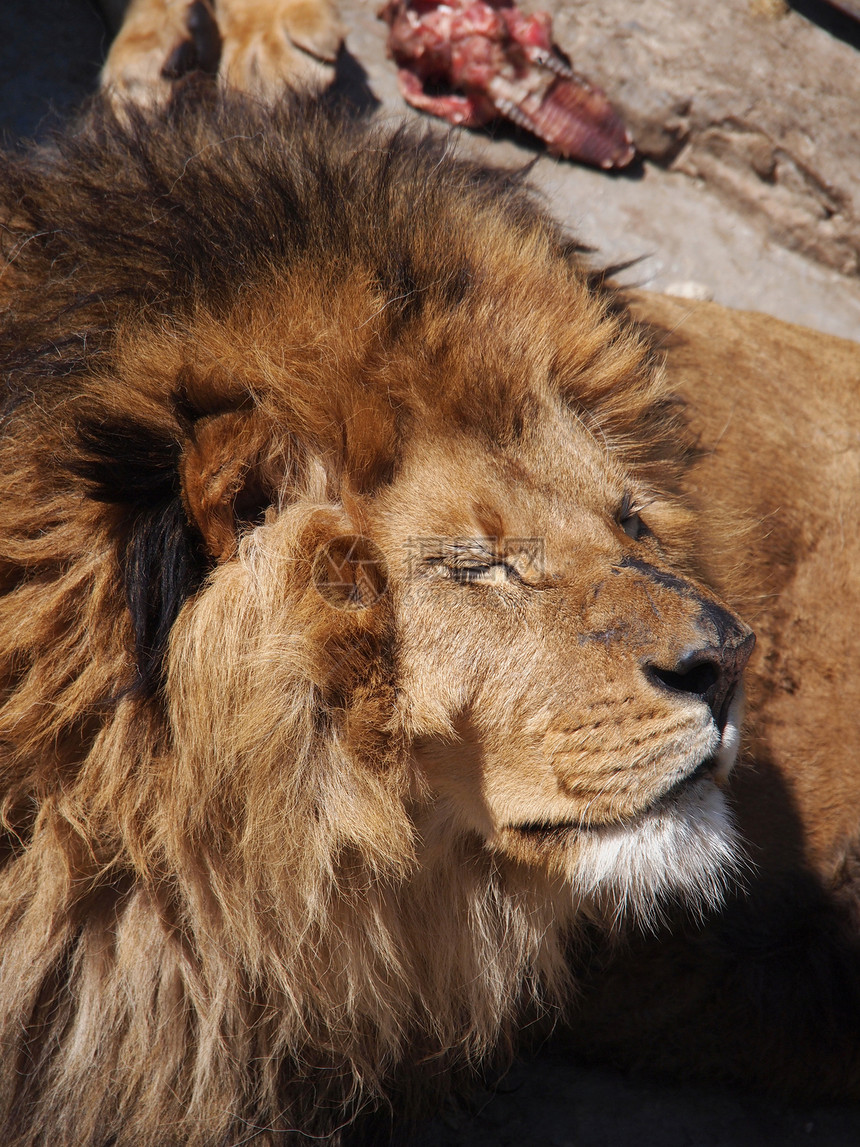 雄狮子肖像动物哺乳动物沙漠栖息地鬃毛狮子格式野生动物豹属荒野图片