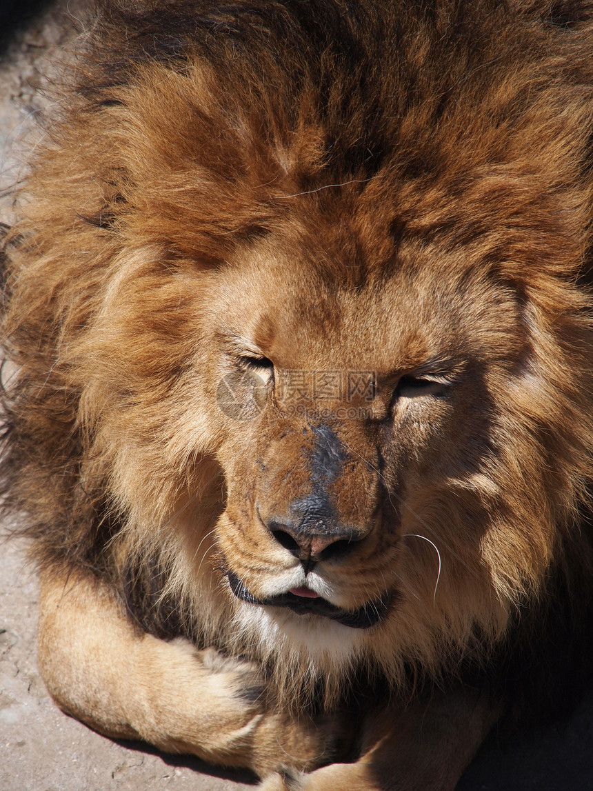 雄狮子肖像鬃毛栖息地狮子哺乳动物沙漠野生动物男性动物格式豹属图片