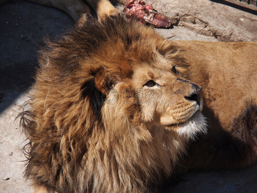 雄狮子肖像动物栖息地男性哺乳动物豹属沙漠格式鬃毛狮子荒野图片