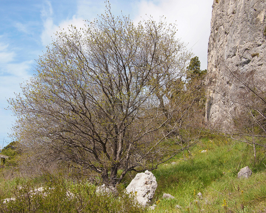 树木 天空和岩石海岸线针叶蓝色游客石头天气植物场景地平线爬坡图片