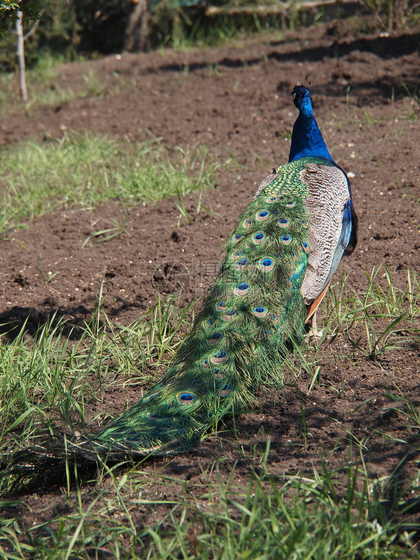 美丽的孔雀活力脖子公鸡蓝色热带野鸡展览水平尾巴羽毛图片