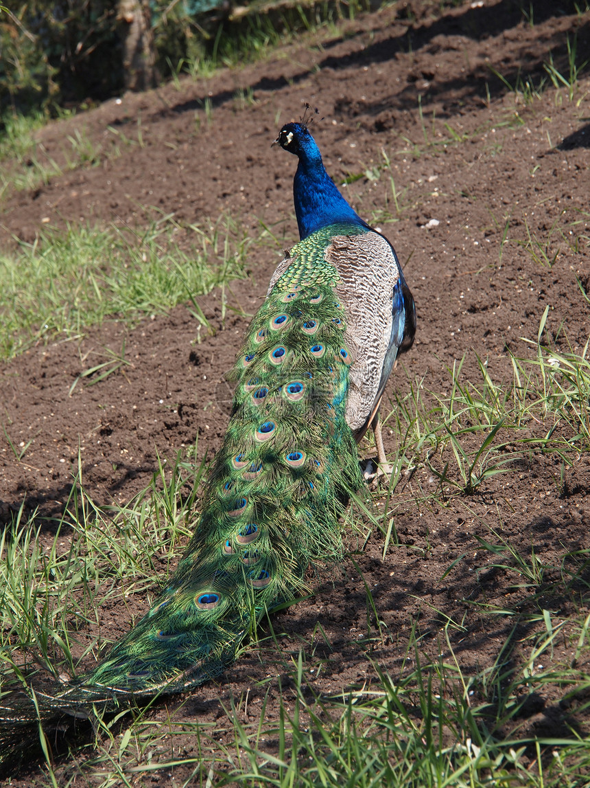 美丽的孔雀热带绿色尾巴野鸡男性脖子野生动物公鸡蓝色展览图片