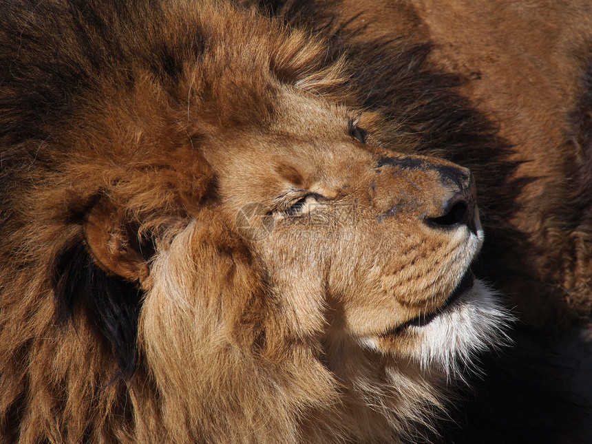 雄狮子肖像男性格式哺乳动物动物鬃毛野生动物栖息地荒野狮子沙漠图片