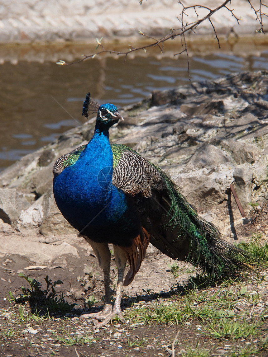 美丽的孔雀仪式水平展览热带尾巴男性蓝色活力野生动物羽毛图片