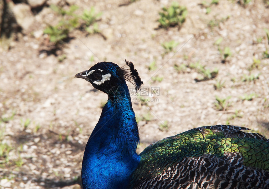 美丽的孔雀仪式活力展览羽毛水平脖子热带公鸡蓝色野生动物图片