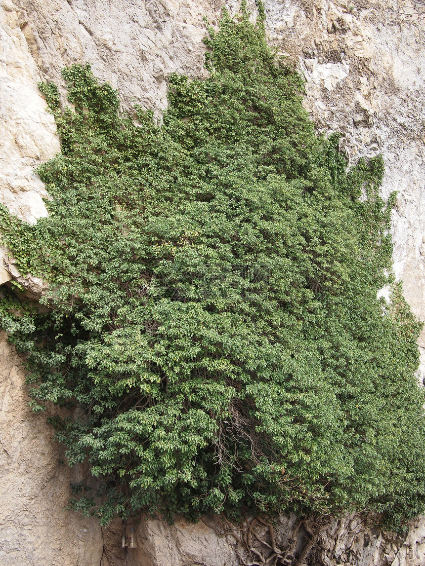 岩上常春藤生活灰色岩石藤本植物石头太阳成长植物力量绿色图片