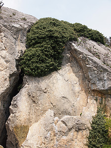岩上常春藤绿色成长生活植物力量太阳岩石灰色石头藤本植物背景图片