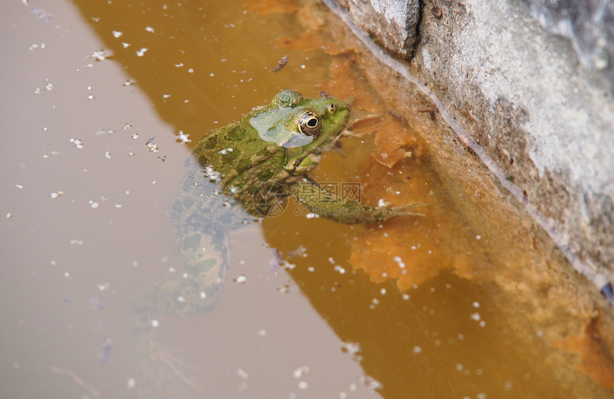 绿青蛙在水中绿色嘎嘎野生动物环境花园青蛙沼泽爬虫宏观太阳图片