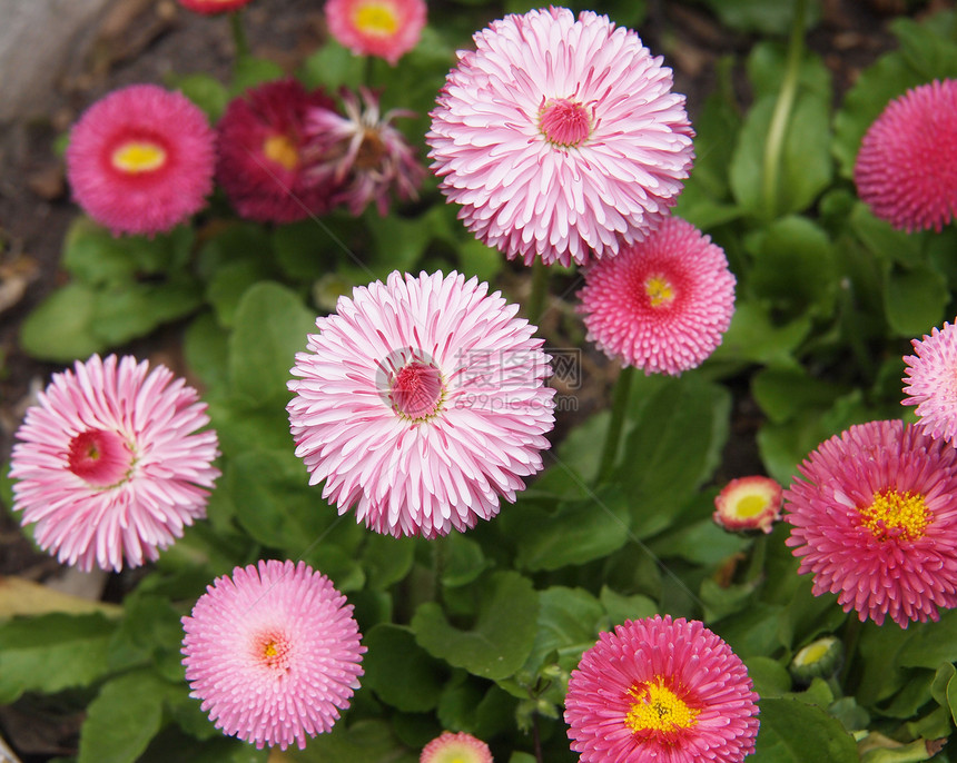 红菊植物植物学生长橙子美丽雏菊工作室花瓣花园植物群图片