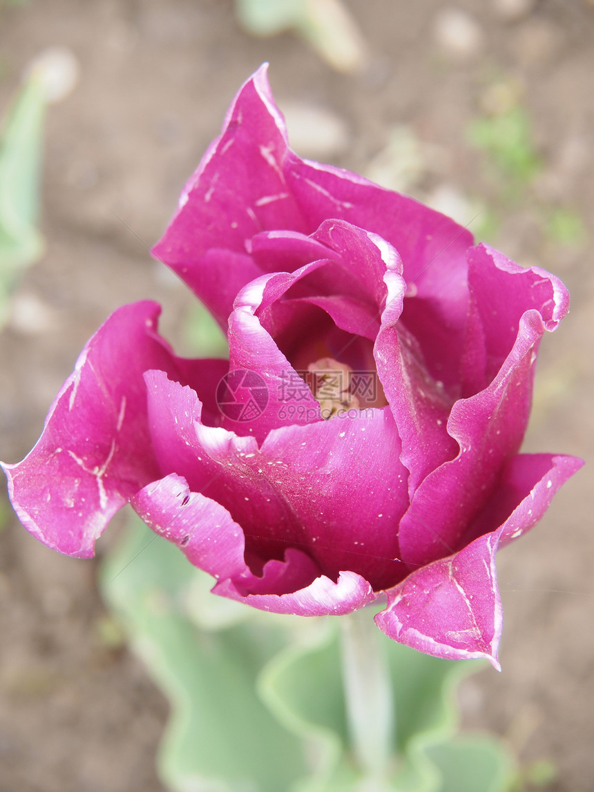 粉色郁金香花园土壤植物学园艺花瓣灯泡花束绿色叶子活力图片