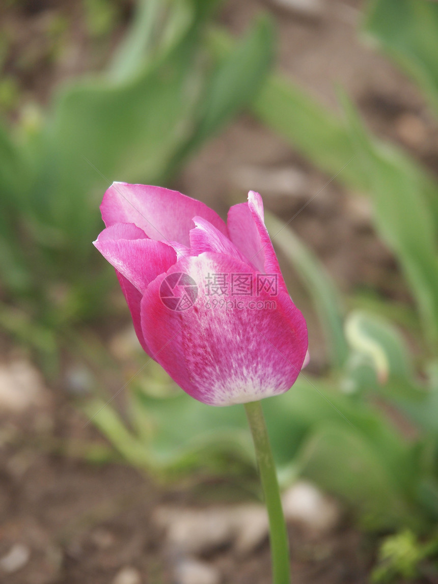 粉色郁金香灯泡花束坡度园艺花瓣土壤植物花园绿色白色图片