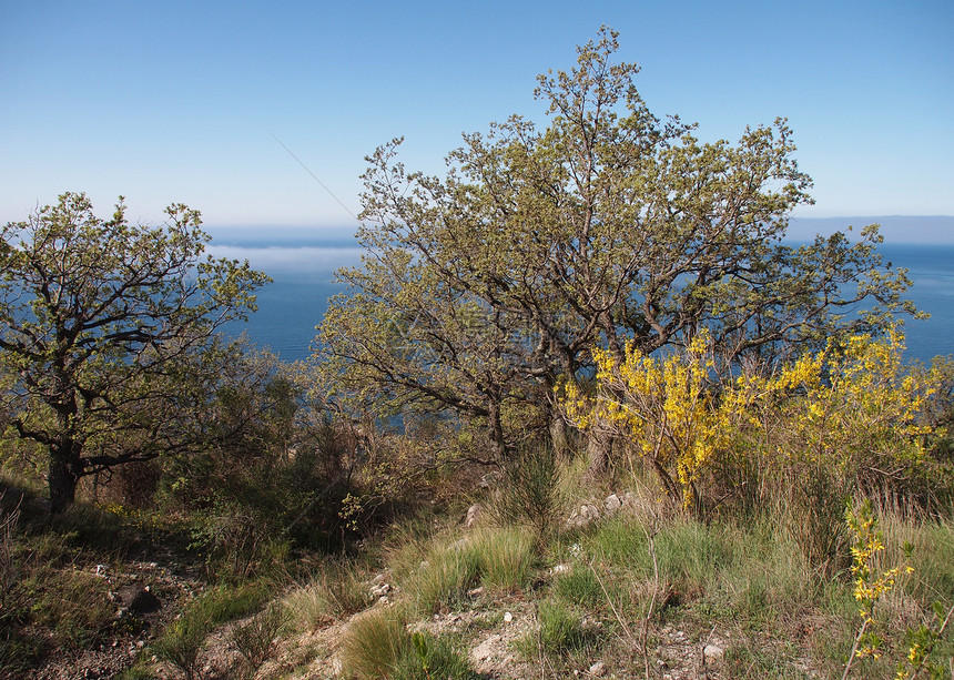 树木 天空和岩石石头松树美丽游客太阳海岸线野生动物季节蓝色悬崖图片