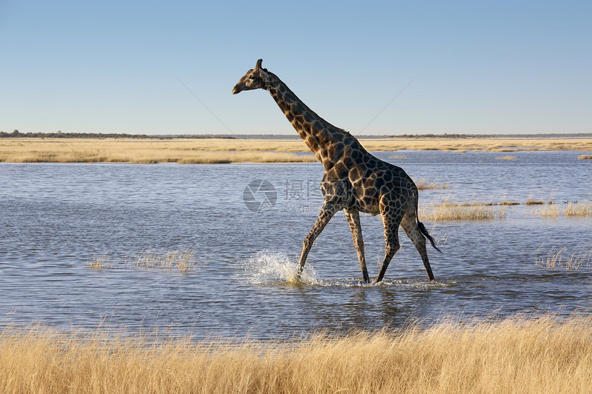 Giraffe  纳米比亚动物群脖子动物哺乳动物野生动物自然旅行水坑荒野图片
