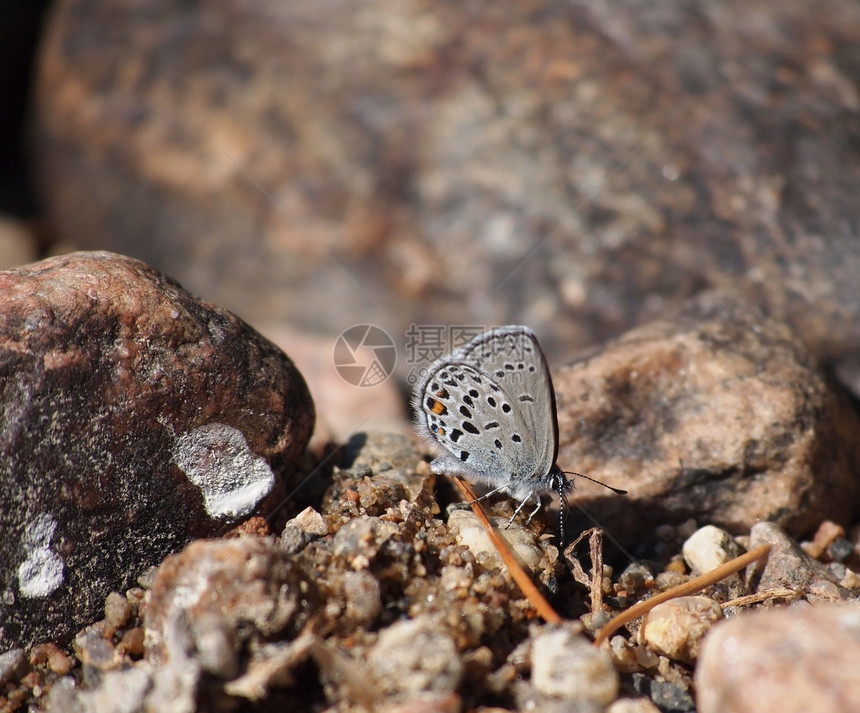 岩石中的铜食物蝴蝶白色乡村稻草宏观蜂蜜黑色公园植物图片