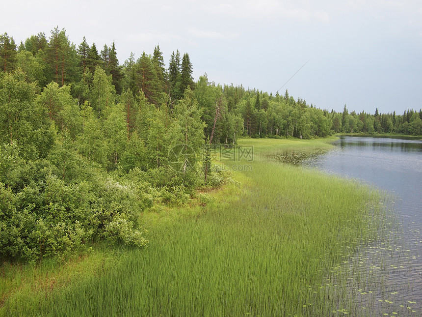 春天的河岸 俄罗斯卡丽莉亚植物海岸天空野生动物木头荒野绿色天气季节蓝色图片