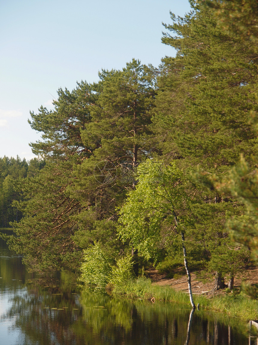 美丽的湖泊太阳植物天空木头野生动物蓝色荒野季节图片