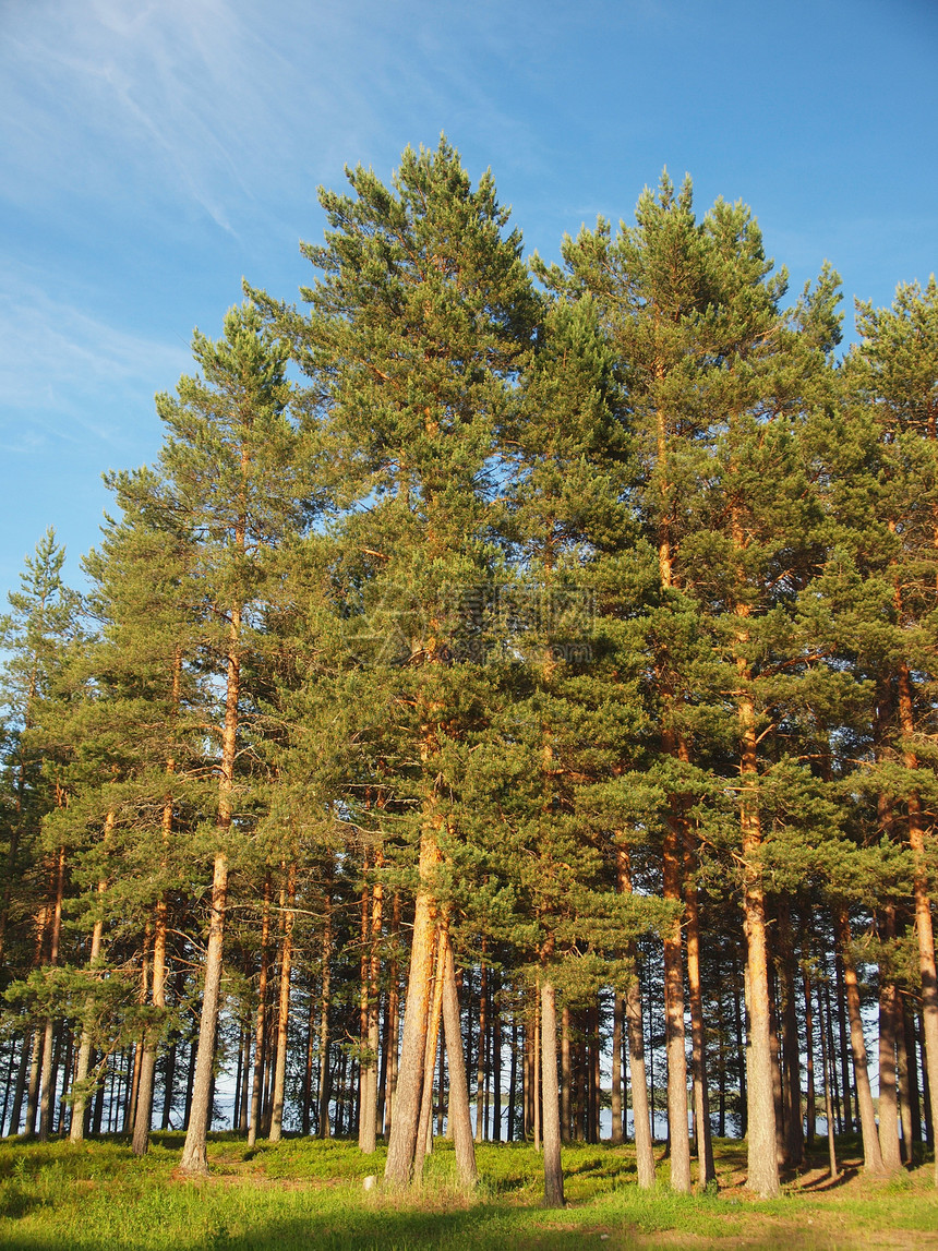 夏季木柴木头生活植物桤木绿色天空桦木蓝色松树季节图片