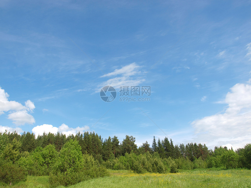 夏季木柴季节毛皮生活桤木天空白色木头植物蓝色绿色图片