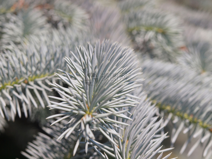 蓝淡木头云杉银色植物多刺反射植物学花园季节叶子图片