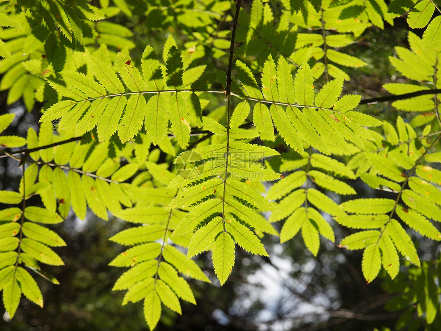 山灰晴天衬套光束绿色植物木头天气图片