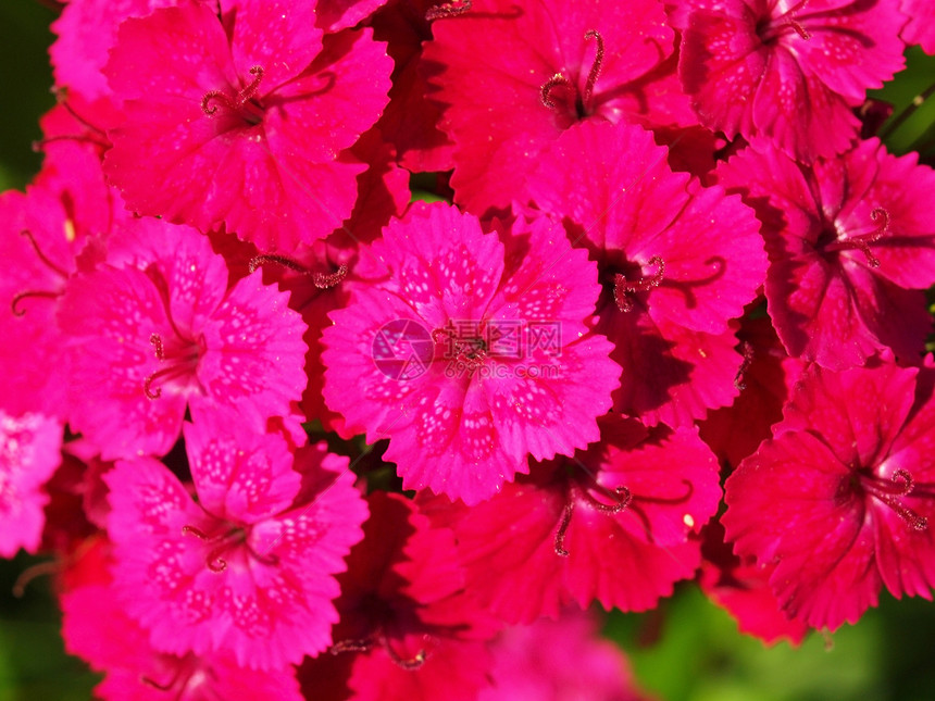 木柴中的康乃馨植物粉色花束花瓣绿色婚礼妈妈们花店园艺森林图片